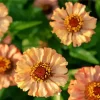 Zinnia Zinderella Peach Flowers Diamond Painting