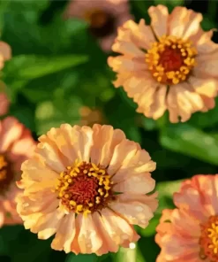 Zinnia Zinderella Peach Flowers Diamond Painting