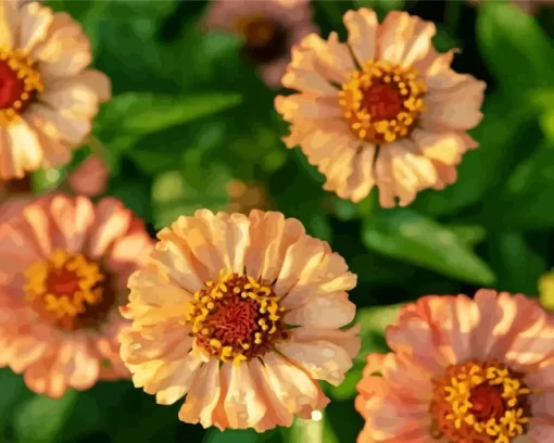 Zinnia Zinderella Peach Flowers Diamond Painting