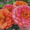 Zinnia Elegans Flowers Diamond Painting