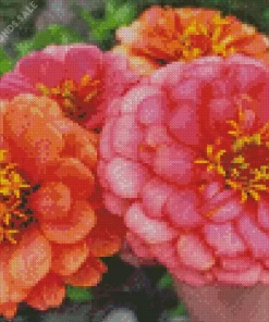 Zinnia Elegans Flowers Diamond Painting