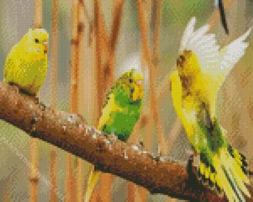 Adorable Budgie Diamond Painting