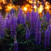 Aesthetic Bigleaf Lupine Diamond Painting