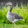 Aesthetic Greylag Goose Diamond Painting