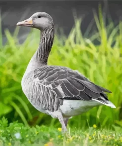 Aesthetic Greylag Goose Diamond Painting