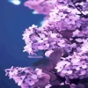 Aesthetic Lilacs Diamond Painting