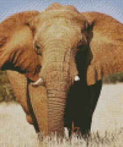 African Elephant Diamond Painting