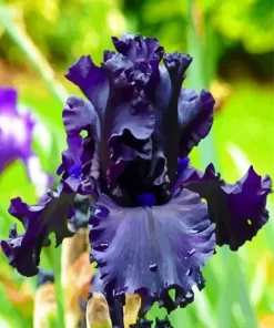 All Night Long Iris Diamond Painting