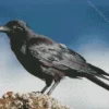 Australian Raven Diamond Painting