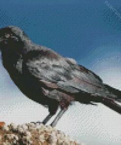 Australian Raven Diamond Painting