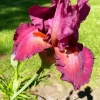 Bearded Iris Flower Diamond Painting