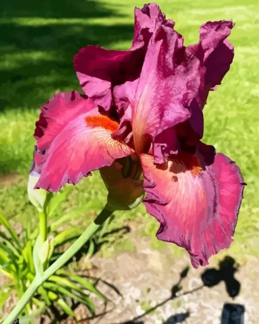 Bearded Iris Flower Diamond Painting