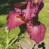 Bearded Iris Flower Diamond Painting