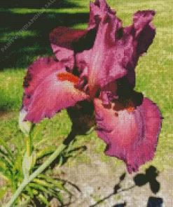 Bearded Iris Flower Diamond Painting