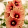 Beautiful Hollyhock Flowers Diamond Painting