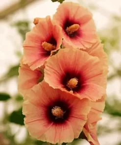 Beautiful Hollyhock Flowers Diamond Painting