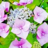 Beautiful Hydrangea Macrophylla Diamond Painting