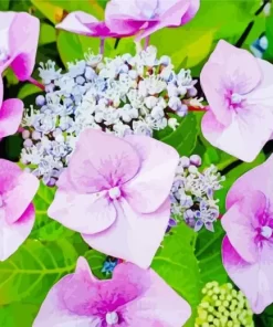 Beautiful Hydrangea Macrophylla Diamond Painting