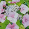 Beautiful Hydrangea Macrophylla Diamond Painting