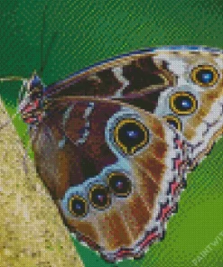 Beautiful Butterflies Diamond Painting