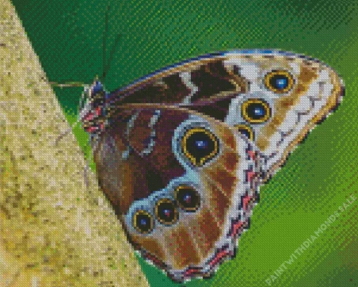 Beautiful Butterflies Diamond Painting