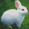 Beautiful Rabbit Diamond Painting