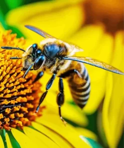 Bee Insect Close Up Diamond Painting