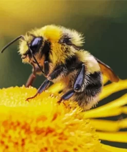 Bee On Flower Diamond Painting