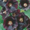 Black Hollyhock Diamond Painting