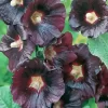 Black Hollyhock Diamond Painting