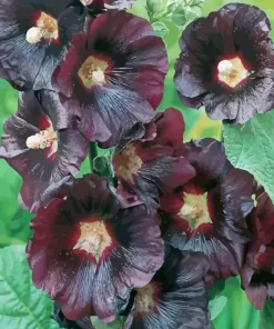 Black Hollyhock Diamond Painting