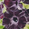 Black Petunia Flowers Diamond Painting