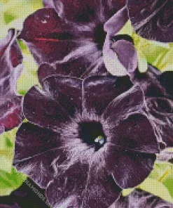 Black Petunia Flowers Diamond Painting