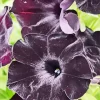 Black Petunia Flowers Diamond Painting