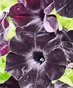 Black Petunia Flowers Diamond Painting