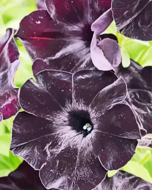 Black Petunia Flowers Diamond Painting