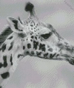 Black And White Giraffe Diamond Painting