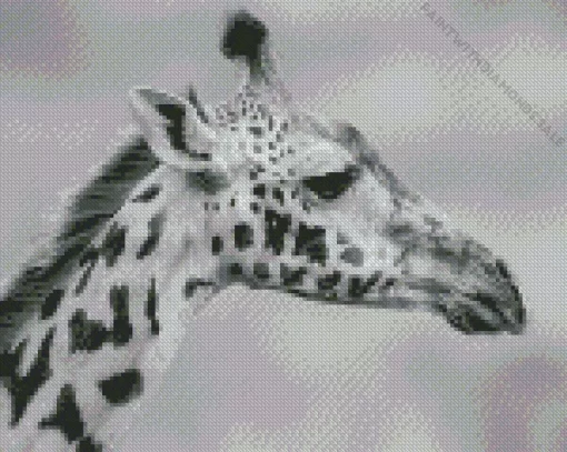 Black And White Giraffe Diamond Painting