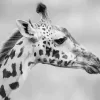 Black And White Giraffe Diamond Painting