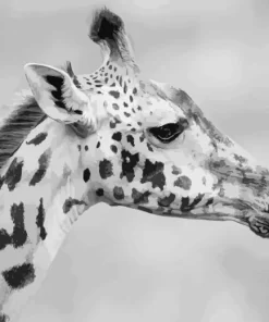 Black And White Giraffe Diamond Painting