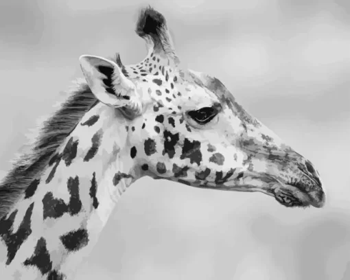 Black And White Giraffe Diamond Painting