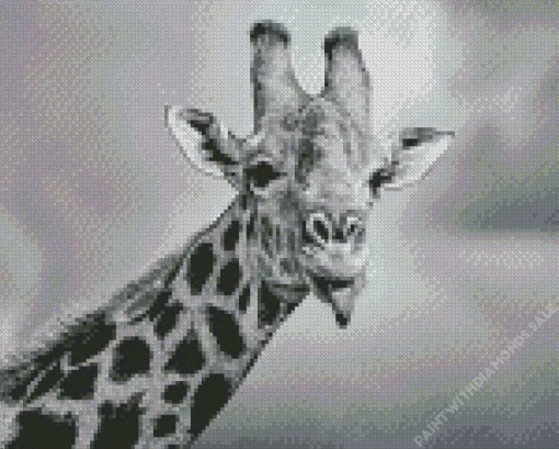 Black And White Giraffe Animal Diamond Painting