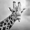 Black And White Giraffe Animal Diamond Painting