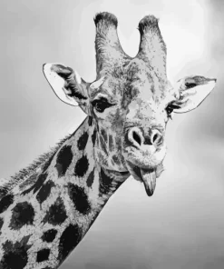 Black And White Giraffe Animal Diamond Painting