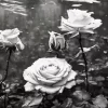 Black And White Roses Diamond Painting