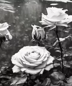 Black And White Roses Diamond Painting