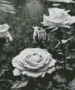 Black And White Roses Diamond Painting