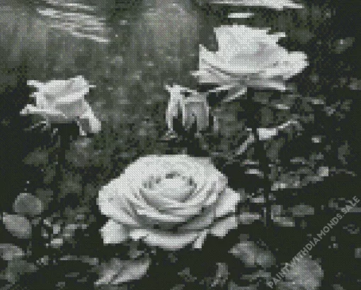 Black And White Roses Diamond Painting