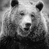 Black And White Bear Diamond Painting