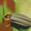 Black Firefly Insect Diamond Painting